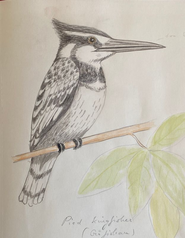 Pied Kingfisher.jpeg