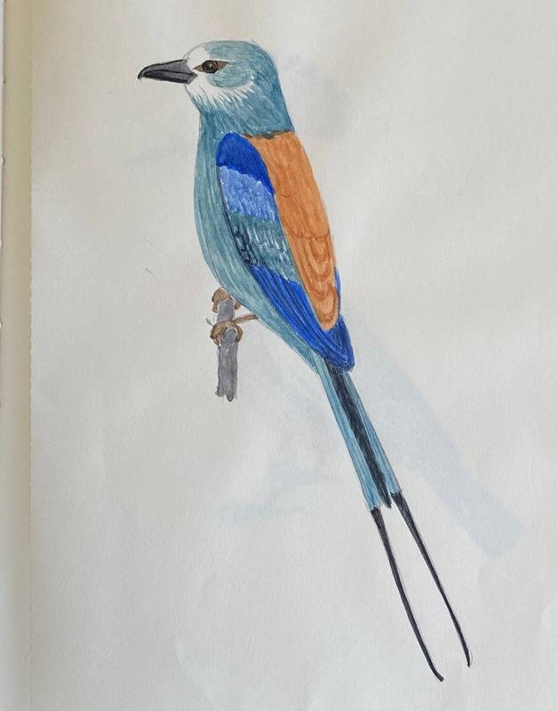 Abessinian Roller.jpeg