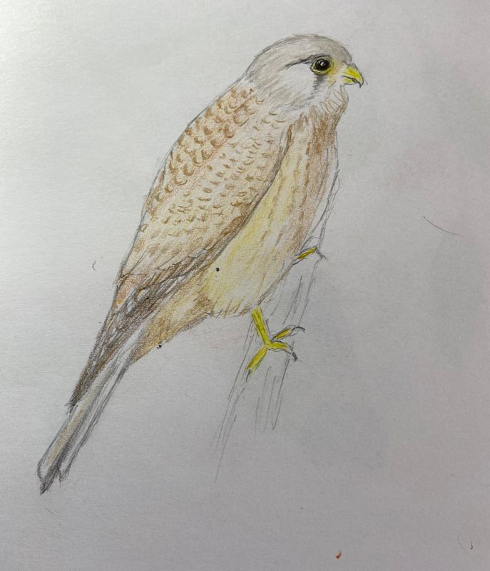 Kestrel- Tornfalk.jpeg