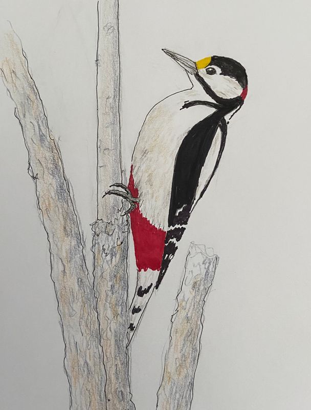 Greater Woodpecker.jpeg