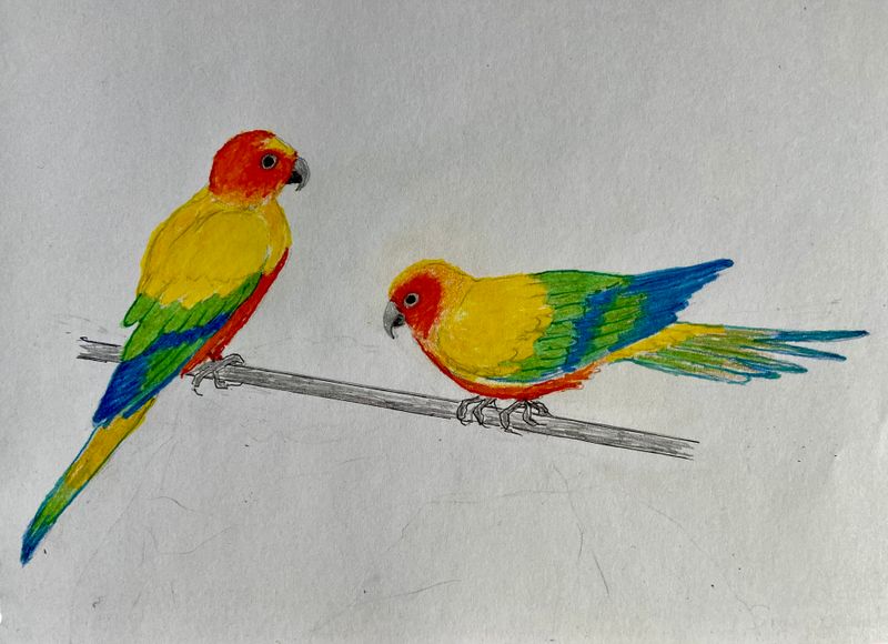 Bird drawings and paintings