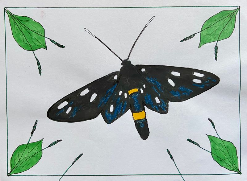 Amata phegea.jpeg