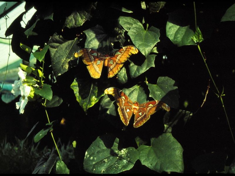 Atlas Moth.jpeg