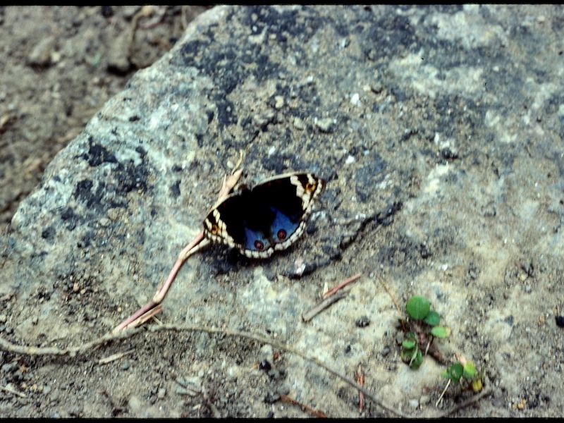 Blue Pansy.jpeg
