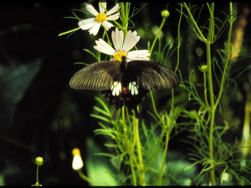 Common Mormon.jpeg