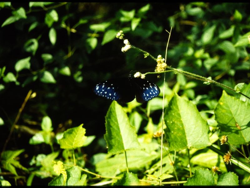 DAN Euploea mulciber Striped Blue Crow.jpeg