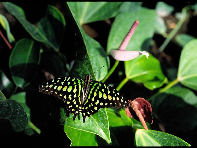Great Egg-fly.jpeg