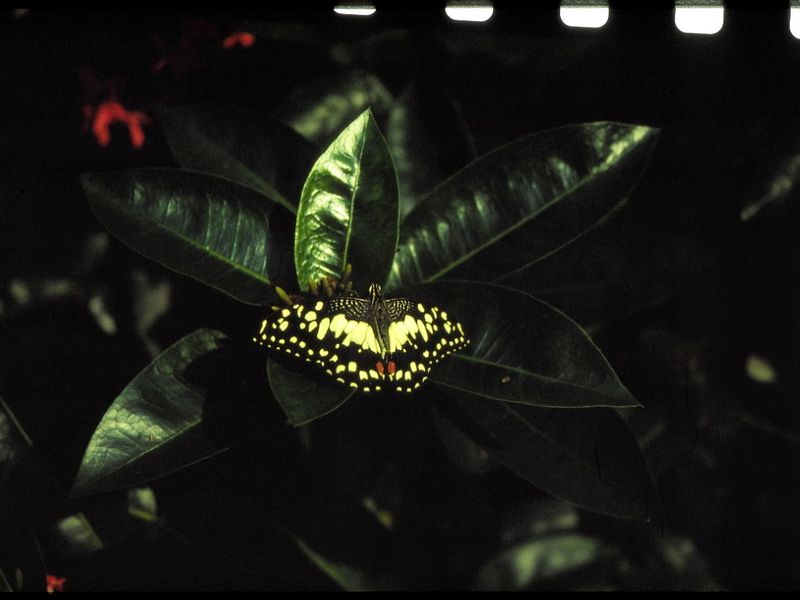 Lime butterfly.jpeg