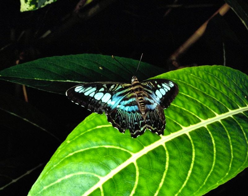 Nym Parthena sylvia Clipper.jpeg