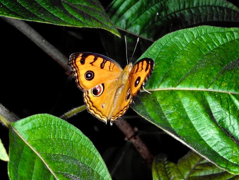 Peacock pansy - Junonia almana.jpeg