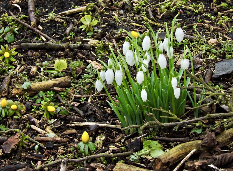 Snowdrops.jpeg