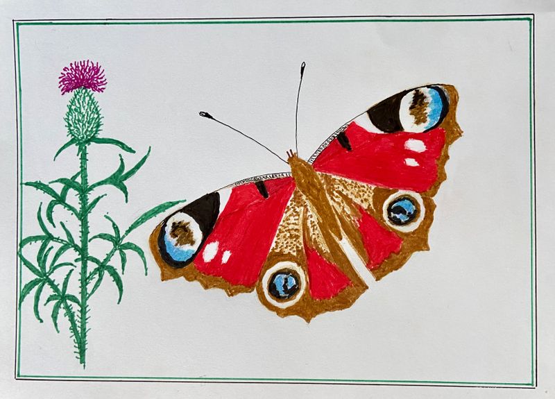 Peacock - Pfgelga..jpeg