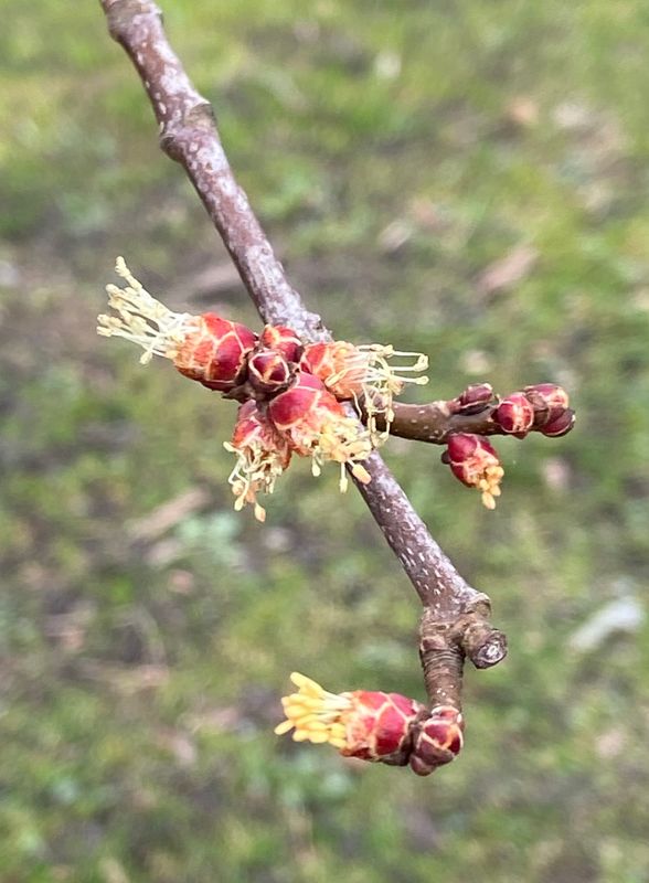 Sockerlnn - Acer saccharum.jpeg