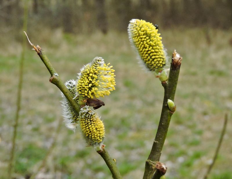 Slg - Salix caprea.jpeg