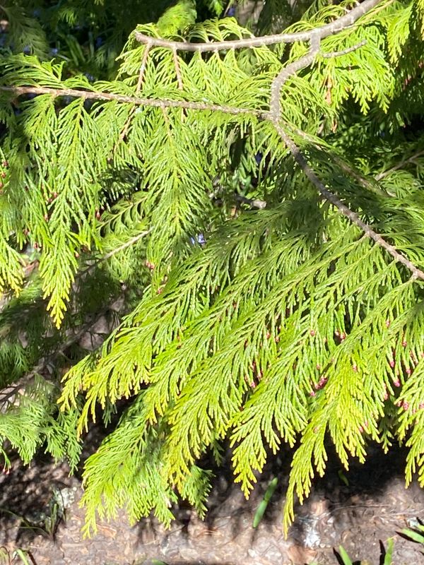 Stewarts guldcypress.jpeg