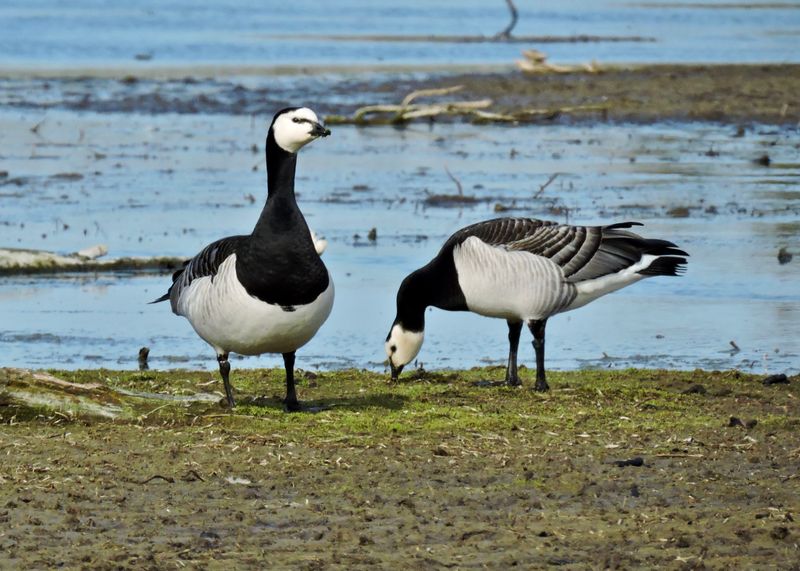 Barnacle geese - Vitkindad gs.jpeg