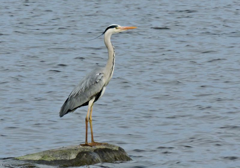 Grey Heron