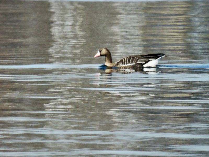 Whitefronted goose - Blsgs.jpeg