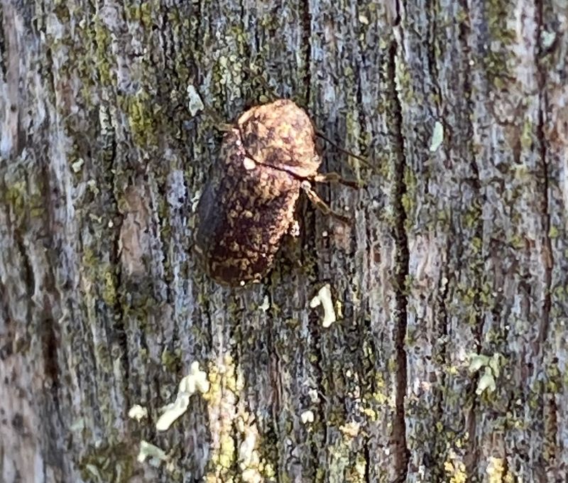 Xestobium rufovillosum - Skckig trgnagare.jpeg