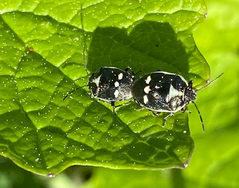 Eurydema oleracea - Rapssugare.jpeg