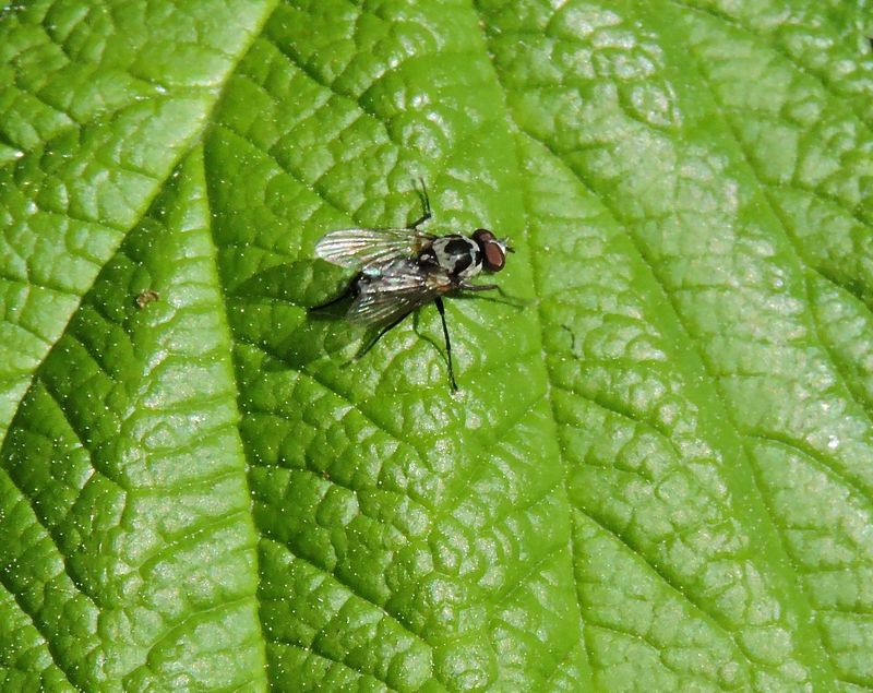 Limnophora tigrinna