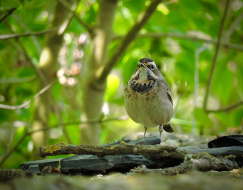 Bluethroat - Blhake.jpeg