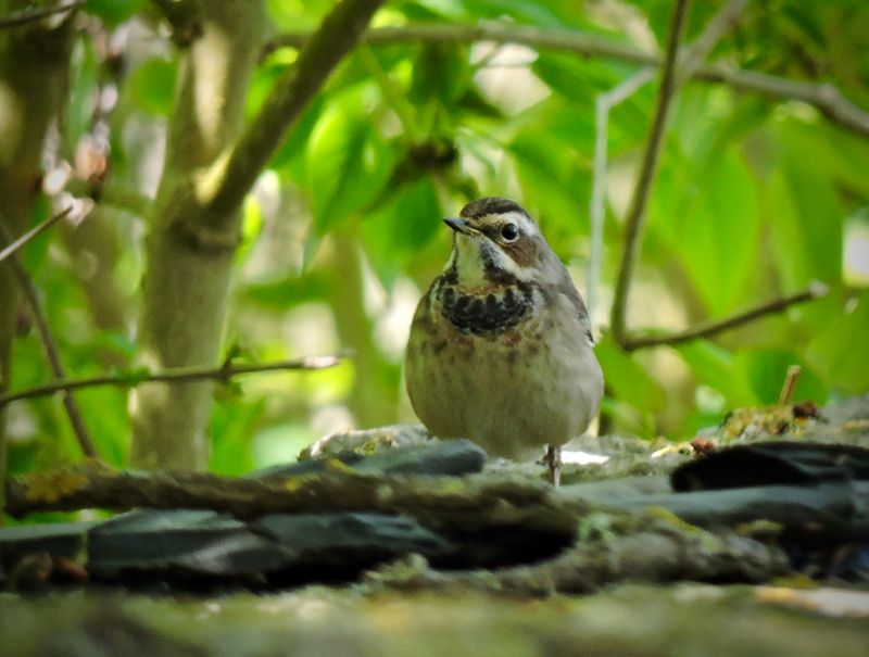 Bluethroat - Luscinia svecica - Blhake.jpeg