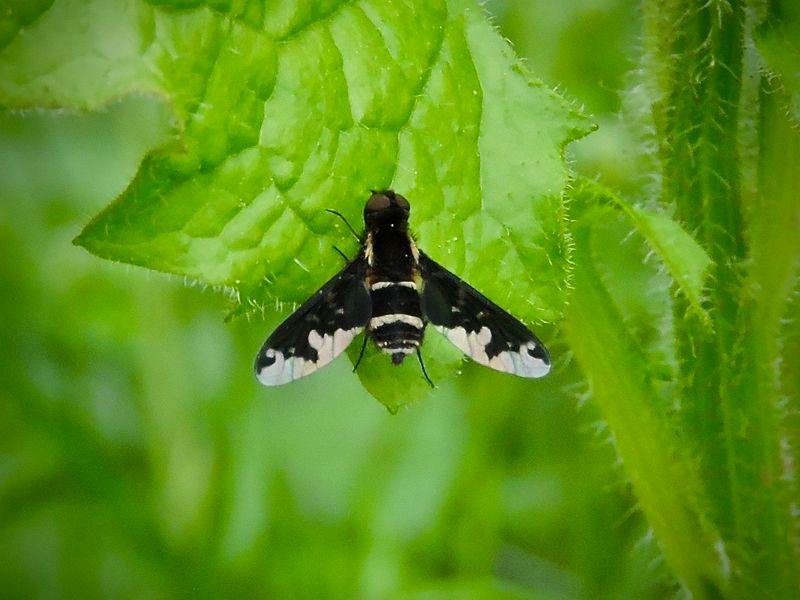 Hemipenthus maura.jpeg