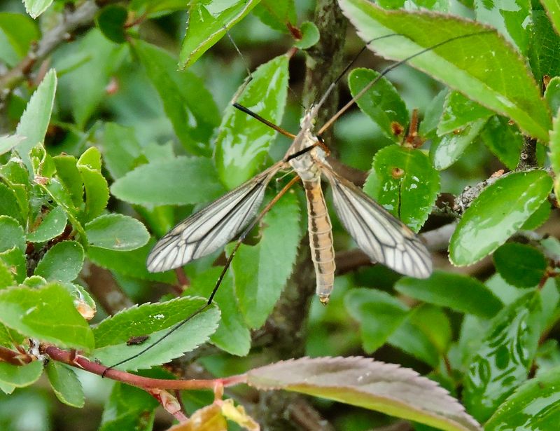 Tipula vernalis