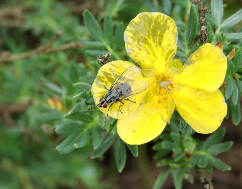 Haematobosca stimulans.jpeg