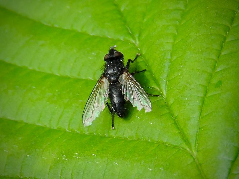 Phorocera obscura.jpeg