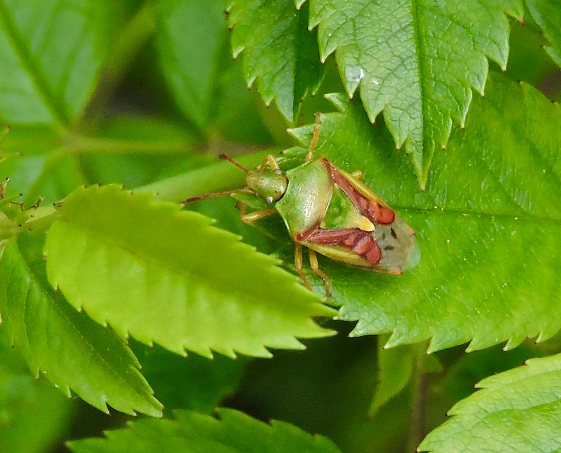Cyphostethus tristriatus - Brokig enbärfis.jpeg