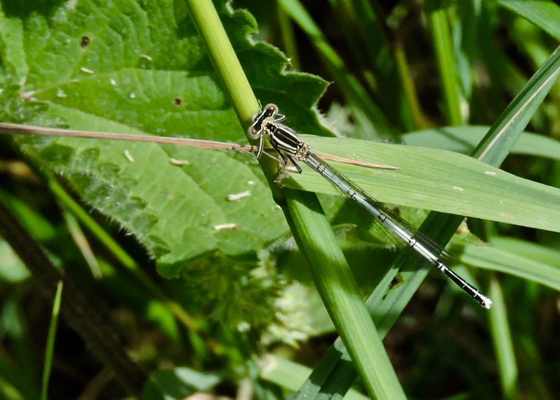 Platycnemis pennipes.jpeg