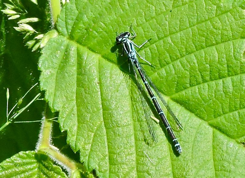 Platycnemis pennipes.jpeg