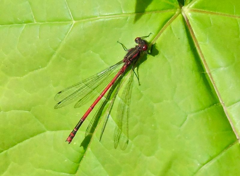 Pyrrhosoma nymphula - Röd flickslända