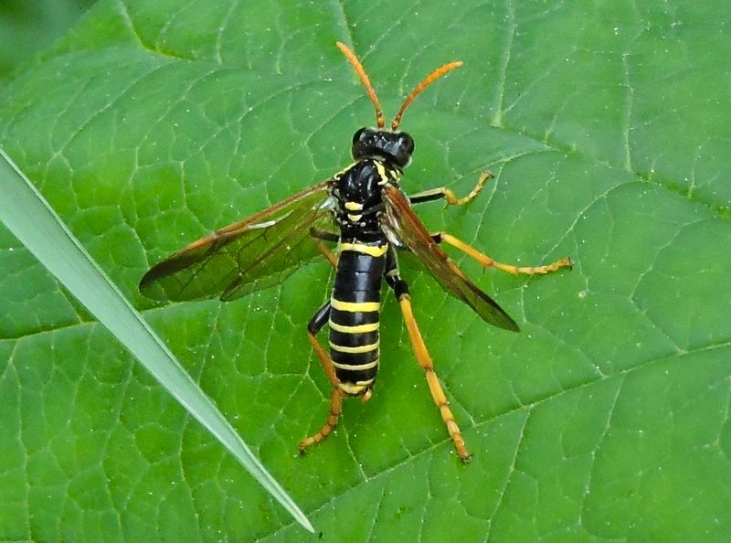 Tenthredo scrophulariae.jpeg