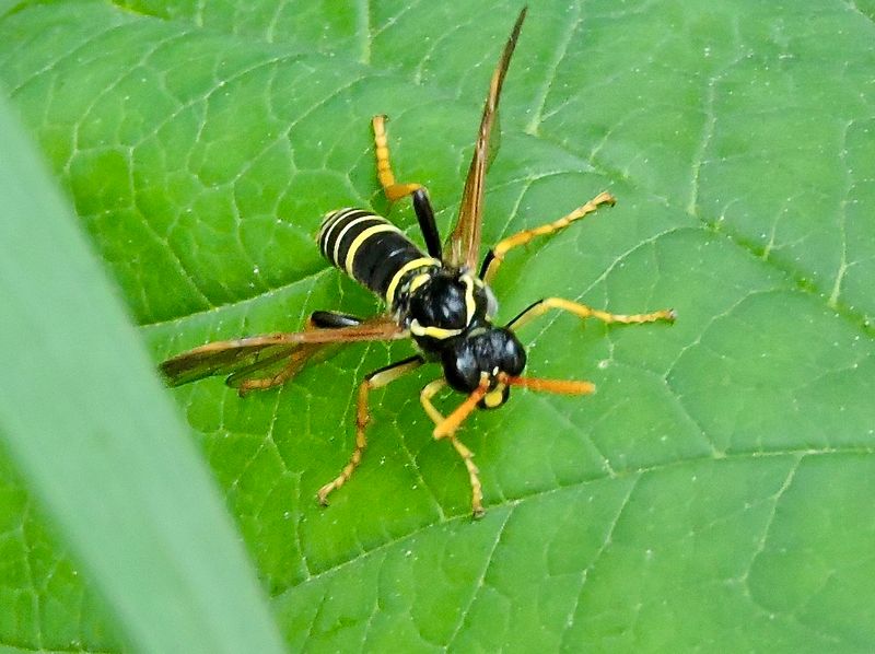 Tenthredo scrophulariae.jpeg