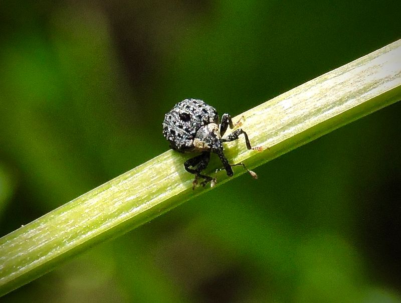 Cionus tuberculosus - Mörk Flenörtsvivel ,jpeg