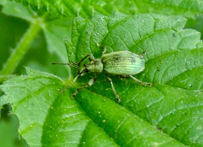 Phyllobius maculicornis - Grön lövvivel .jpeg