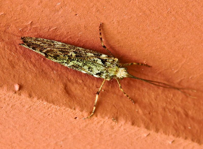 Phryganea grandis.jpeg