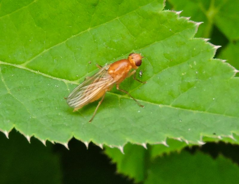 Psila fimetaria.joeg