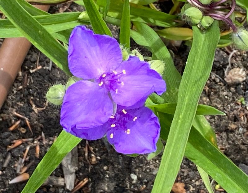 Tremastarblomma.jpeg