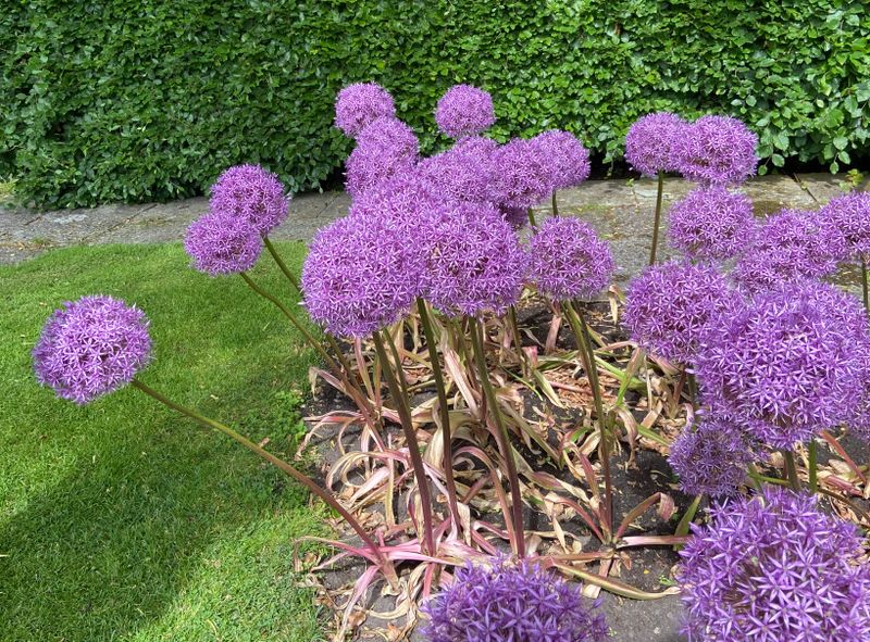Allium.jpeg