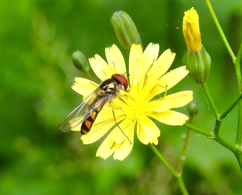 Kragflickblomflug?jpeg