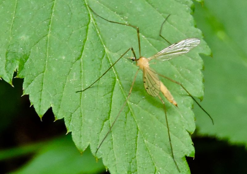 Limonia phragmatidis.jpeg