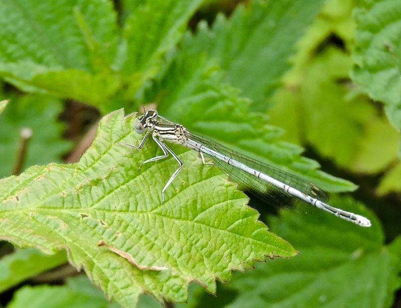 Platycnemis pennipes. hona.jpeg