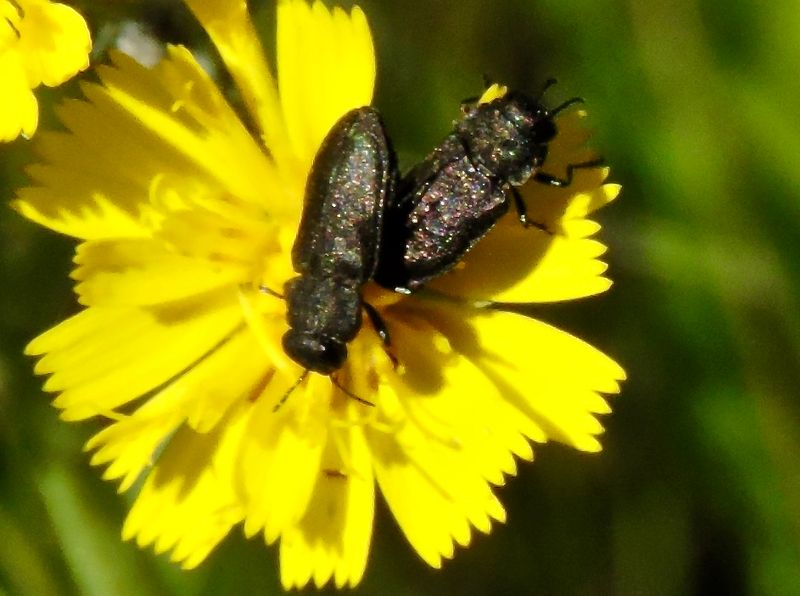 Anthaxia quadripunctata.jpeg