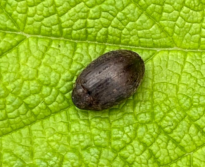 Byrrhus pilula.jpeg