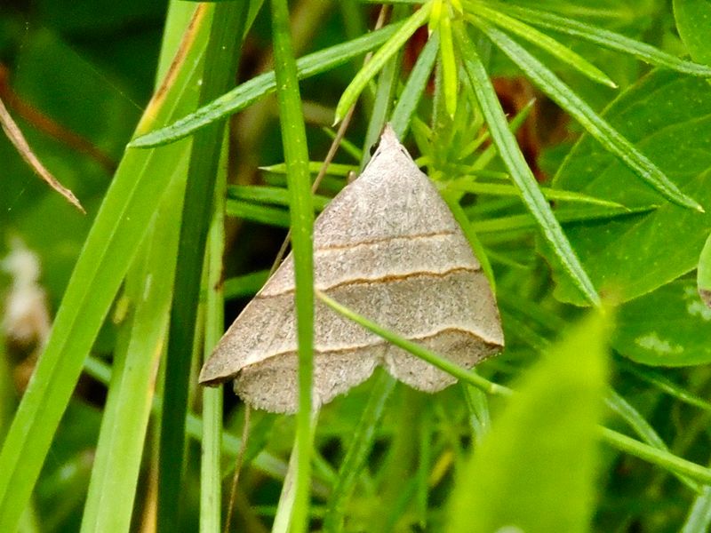 Mätarfly.jpeg