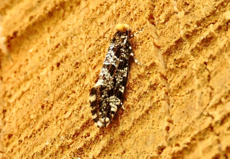 Svampmalar